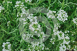 Flowering of white lobularia maritime in full bloom