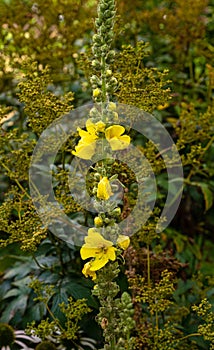 Flowering White Mullein - AaronÃÂ´s Rod Verbascum thapsus photo
