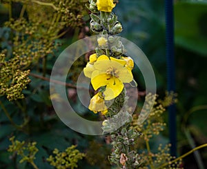 Flowering White Mullein - AaronÃÂ´s Rod Verbascum thapsus photo