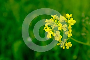 Flowering white mustard Sinapis alba on blurred green background, close-up. Farm bio organic farming, soil climate