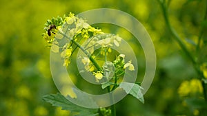 Flowering white mustard Sinapis alba detail close-up field, bee pollination pollinates collect nectar honey Apis