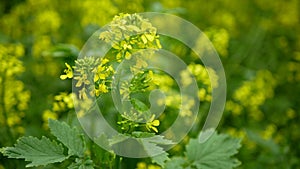 Flowering white mustard Sinapis alba detail close-up field, farm bio organic farming, soil climate change, landscape