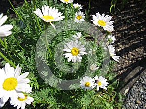 Flowering white oxeye daisy