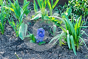 Flowering white, pink and blue hyacinths in spring garden, primroses, floral fragrance of spring flowers, bulbous flowers