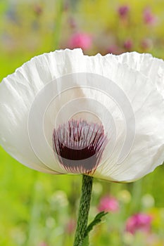 Flowering white popp