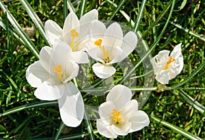 Flowering white Spring Crocus