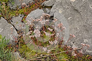 Flowering white stonecrop in between rocks in the french alps
