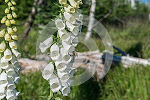 Flowering white thimble on the mountain of Rachel in the Bavarian Forest, Germany