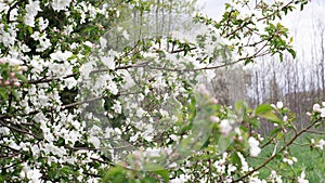 Flowering White Tree