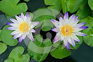 Flowering white waterlilies with purple tips and floating lilypads in a pond