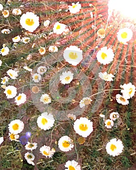 Flowering white yellow  daisies in the garden and sun rise