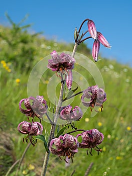 Flowering wild Alpine Martagon Lily