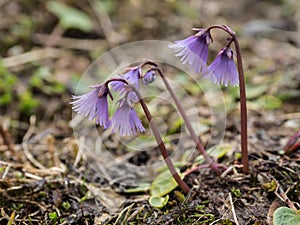 Flowering wild Alpine Snowbell Soldanella near Furka Pass, Switzerland photo