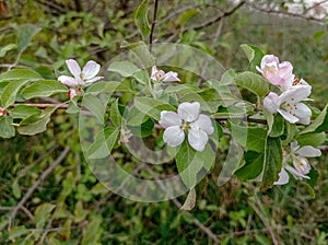 flowering wild Apple tree. Autumn.