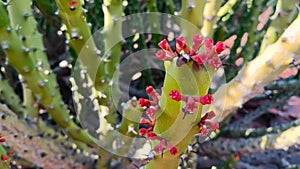 Flowering Wild cactus plant on the mountain