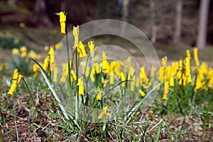 Flowering wild daffodil