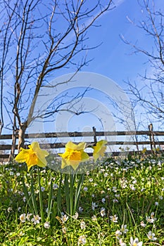 Flowering Wild Daffodil and Wood anemone in springtime on a meadow