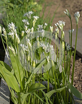 Flowering wild garlic Allium ursinum in the garden. The plant is also known as ramsons, buckrams, broad-leaved garlic.