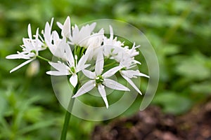 Flowering wild garlic leek in the forest.