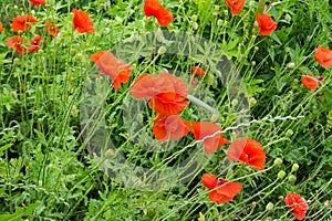 Flowering wild growing poppies on the field