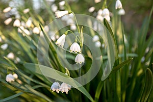 Flowering wild Leucojum aestivum or snowflake plants