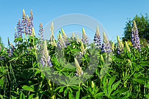 Flowering wild lupines