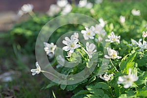 The flowering of wild plants Baikal Anemone Anemone baicalensis in early spring - endemic to Siberia and the Baikal region. photo