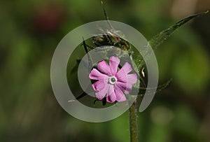 A flowering wild Red Campion plant, Silene dioica, growing in the hedgerow in spring in the UK.