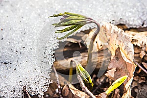 Flowering of wild saffron, crocus wild in early spring, germination of the first greenery from under snow, Ukraine Carpathians