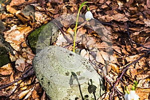 Flowering of wild saffron, crocus wild in early spring, germination of the first greenery from under snow, Ukraine Carpathians