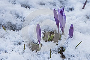 Flowering of wild saffron, crocus wild in early spring, germination of the first greenery from under snow, Ukraine Carpathians