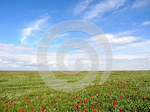 Flowering wild tulips in spring