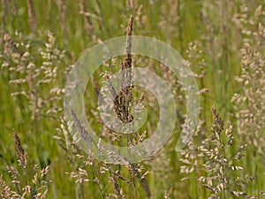Flowering wild yorkshire fog grass - Holcus lanatus