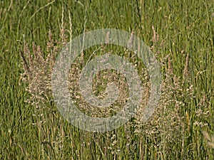 Flowering wild yorkshire fog grass - Holcus lanatus