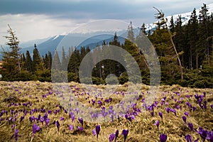 Flowering wildflower meadow near spruce forest landscape photo