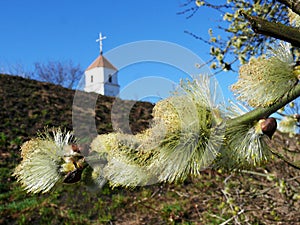 Flowering Willow