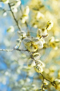 Flowering Willow