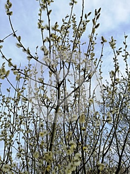 Flowering willow against the sky