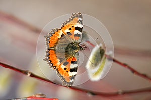 Flowering willow branch with bright butterfly