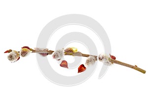 Flowering willow branch isolated on white background.