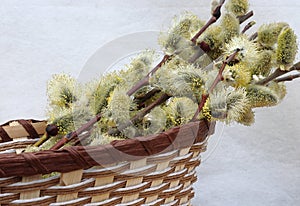 Flowering willow branches in a basket