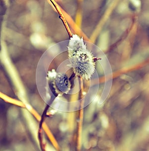 Flowering willow branches close up.