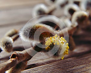 Flowering willow branches, close-up