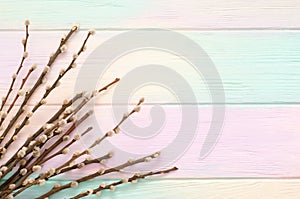 Flowering willow branches with fluffy buds on rainbow background. Spring card template with copyspace