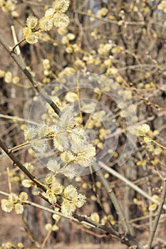 Flowering willow branches. Spring beige background