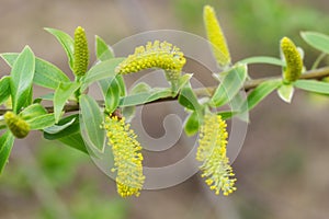 Flowering willow buds bloomed, early spring. Soft focus, close up, macro.