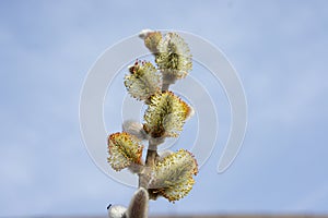 Flowering willow buds blossomed. April