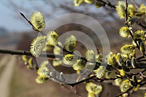 Flowering Willow Bush