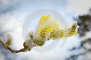 flowering willow catkin