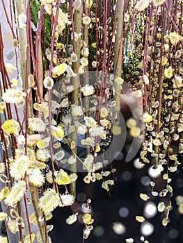 Flowering willow catkins form a curtain. photo